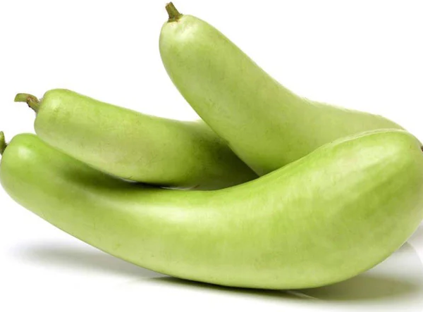 Fresh green bottle gourd – healthy, fiber-rich vegetable for cooking