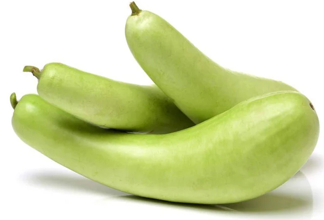 Fresh green bottle gourd – healthy, fiber-rich vegetable for cooking