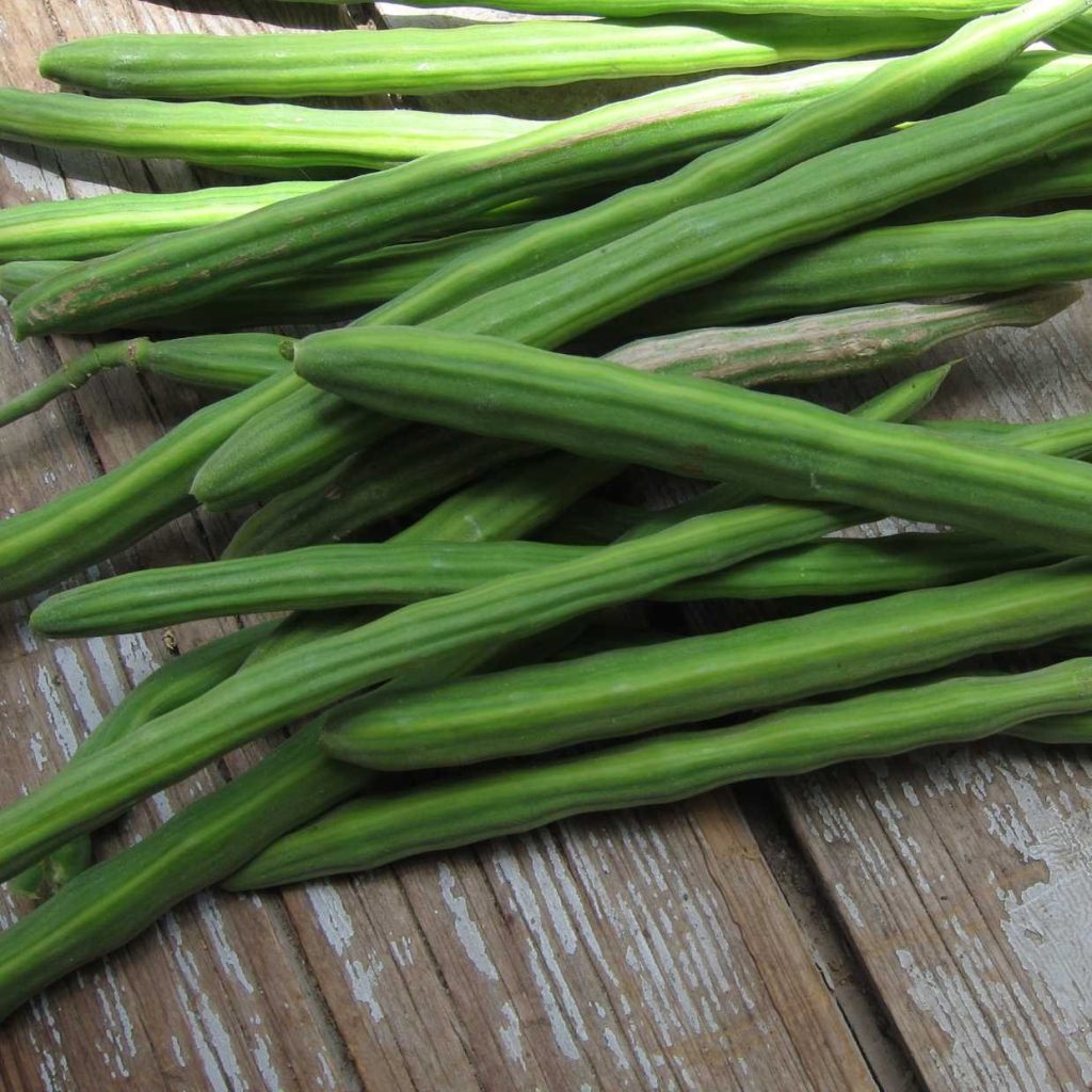 Fresh green drumsticks – nutrient-rich moringa pods used in Indian cooking